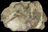 Fossil Dinosaur (Triceratops) Frill Section - North Dakota #134317-1